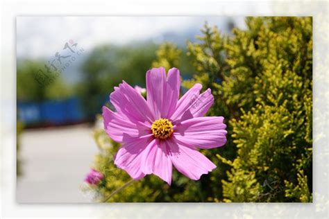 格桑花花語|格桑花（藏族文化象征植物）